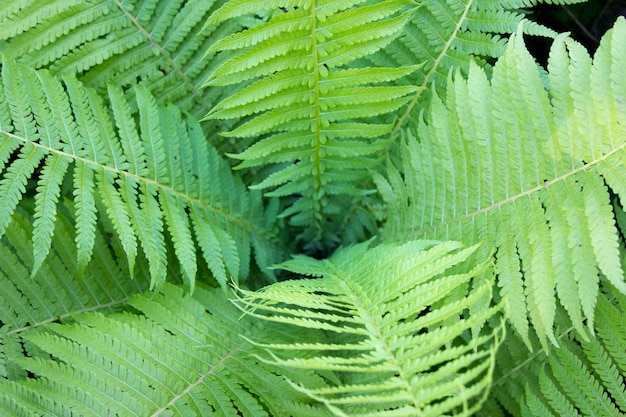 Feuille de fougère verte fougère gros plan beau fond de jeunes feuilles de fougère verte concept de la faune