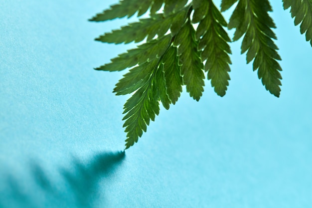 Feuille de fougère verte macro avec motif d'ombre