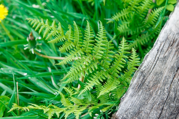 Photo feuille de fougère verte près d'un journal en bois gris