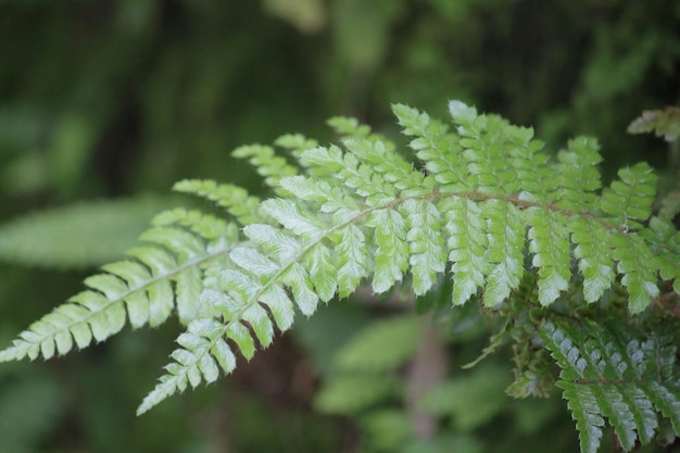 Photo feuille de fougère