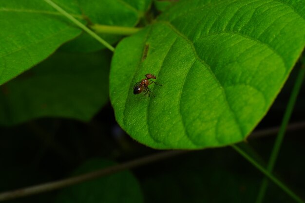 Photo une feuille avec une fourmi dessus