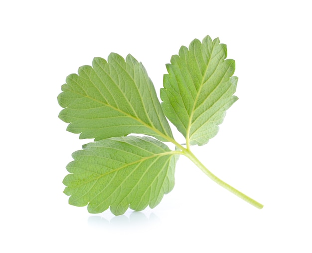 Feuille de fraise isolé sur blanc