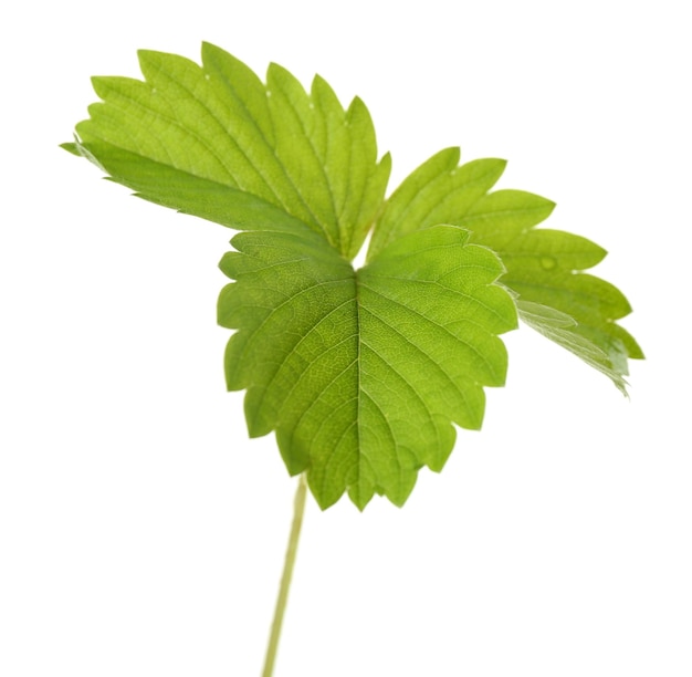 Feuille de fraise isolé sur blanc