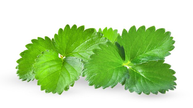 feuille de fraise isolée sur fond blanc