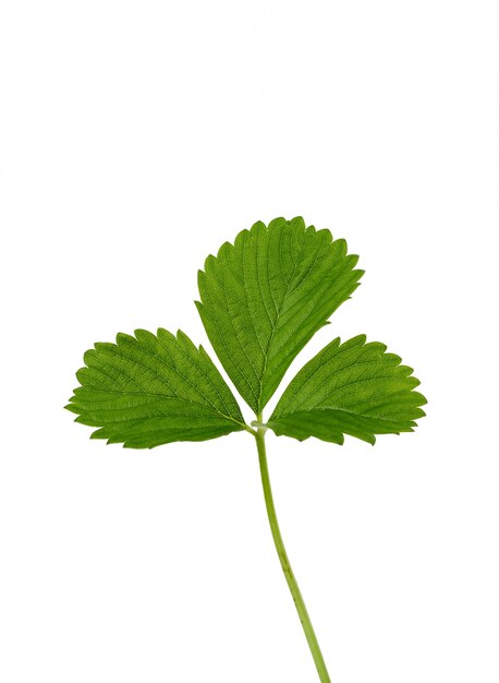 Feuille de fraise verte isolée sur fond blanc