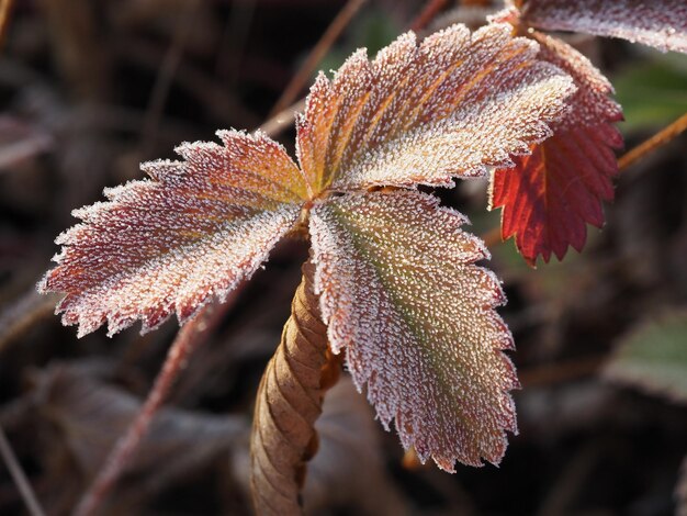 feuille de fraisier décorée de givre