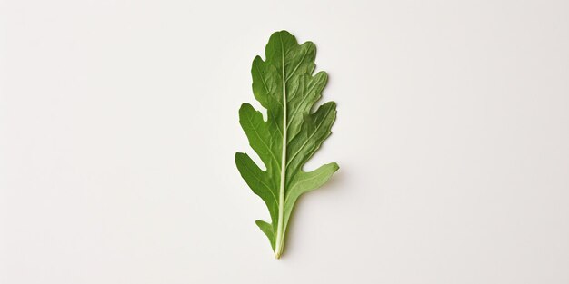 Photo une feuille de fusée verte sur un fond blanc