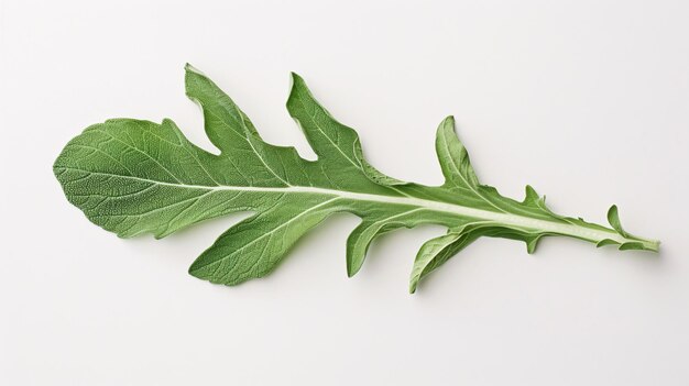 Feuille de fusée verte isolée sur fond blanc