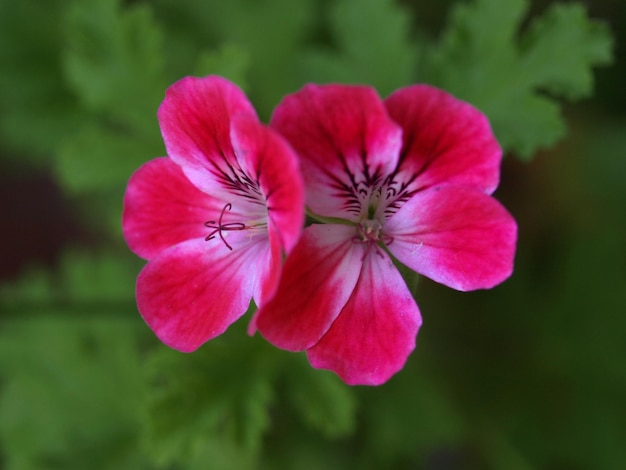 Feuille de géranium rose