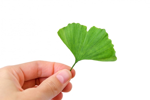 Feuille de ginkgo biloba arbre à la main