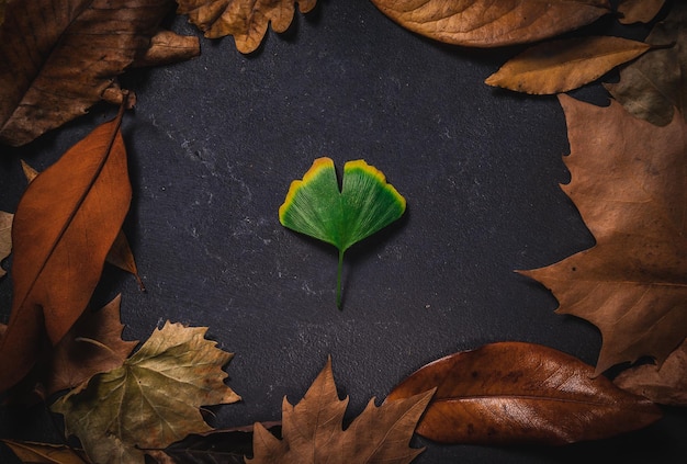 Feuille de ginkgo encadrée de feuilles d'automne