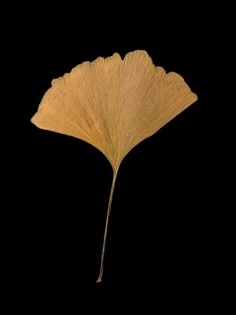 Feuille de Ginko Biloba sur fond noir