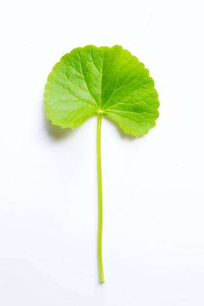 Feuille de gotu kola sur blanc, herbe et plante médicinale.