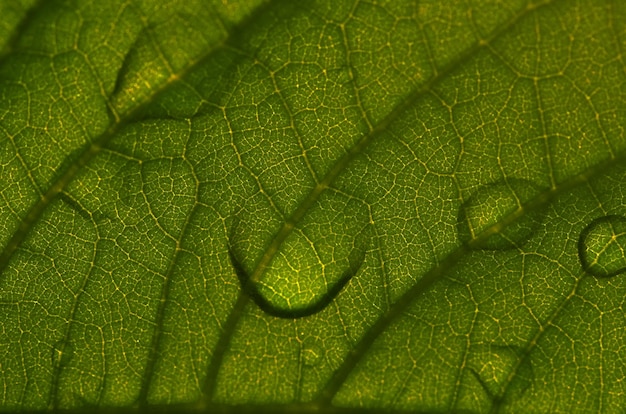 Une feuille avec des gouttes d'eau dessus