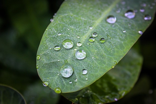 Feuille avec des gouttes d'eau