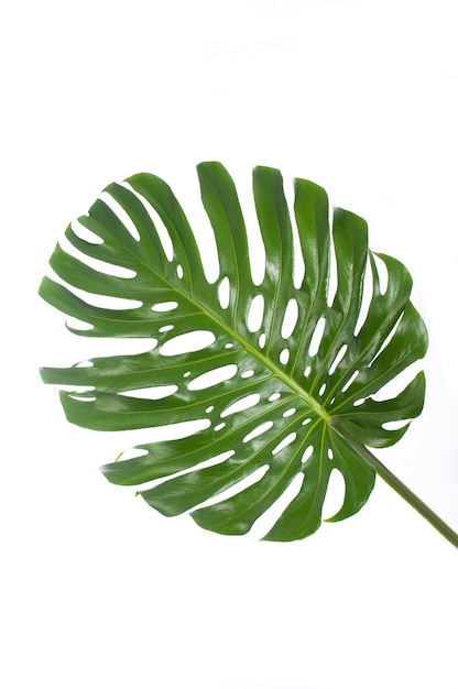 Feuille d'un gros monstera en fond blanc