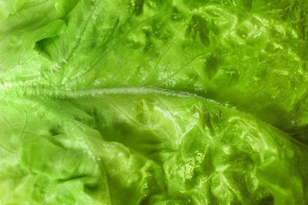 Feuille de gros plan de salade verte fraîche