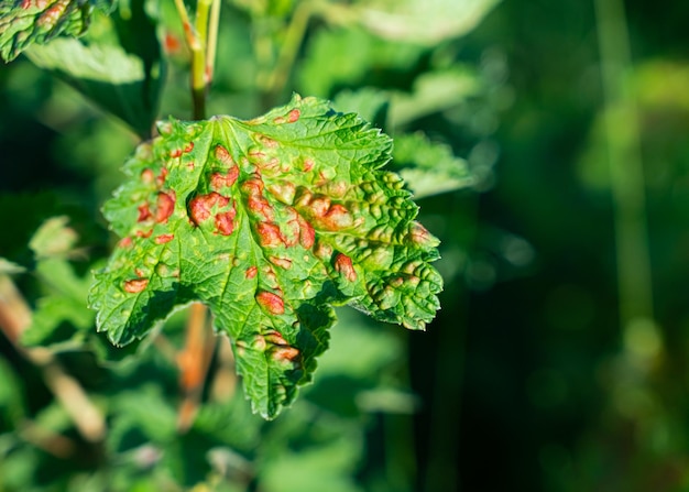 Feuille d'une groseille rouge des pucerons émerveillés