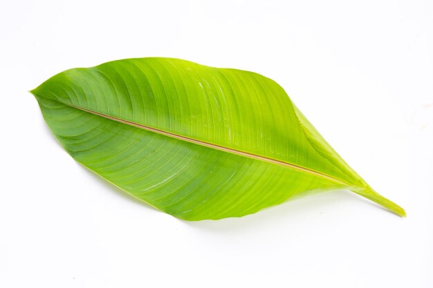 Feuille d'héliconia sur fond blanc