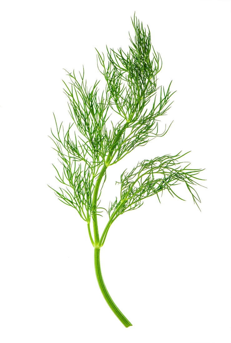 Photo feuille d'herbe d'aneth frais isolé sur fond blanc. ingrédient alimentaire