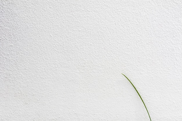 Feuille d&#39;herbe solitaire à la texture de mur en béton blanc - fond