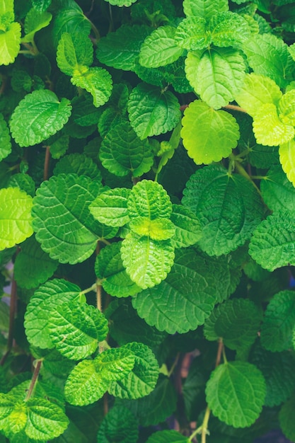 Feuille d&#39;herbes vertes