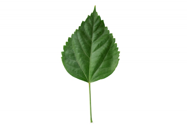 Feuille d&#39;hibiscus vert sur fond blanc