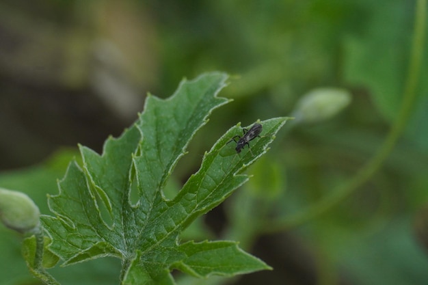 Photo une feuille avec un insecte dessus