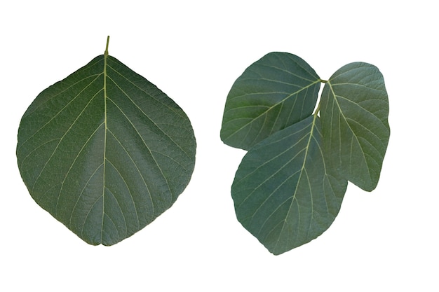 Feuille isolé sur fond blanc