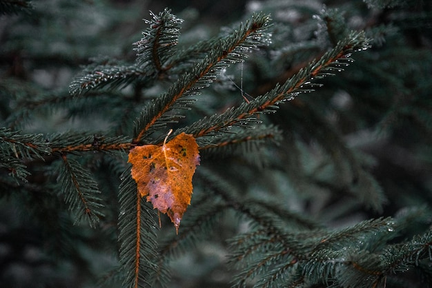 Feuille isolée sur l'arbre. Belle nature. Feuille colorée.