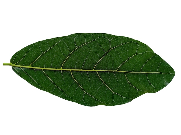 Feuille de jacquier vert isolé sur fond blanc