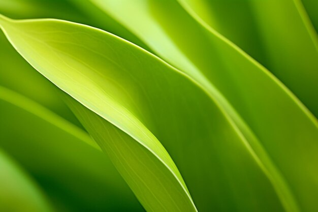 Une feuille de jasmin vivante avec des contours naturalistes