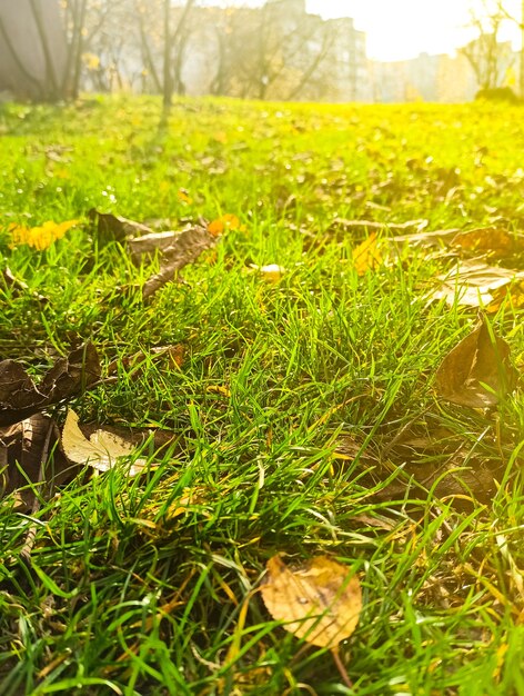 Feuille jaune allongée sur l'herbe verte. Fond d'automne.