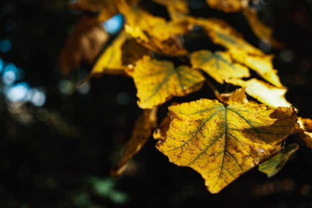 Feuille jaune d'un arbre gros plan branche d'arbre Environnement