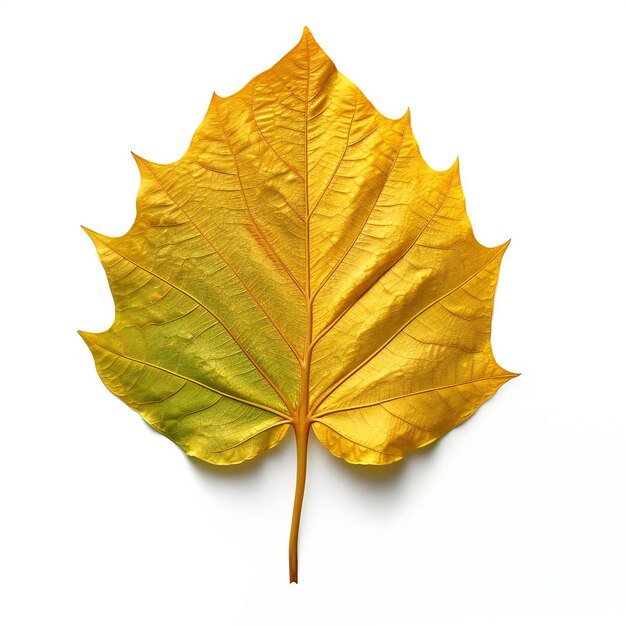 Photo feuille jaune d'automne isolée sur fond blanc