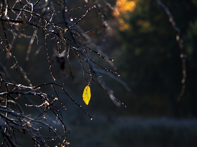 Une feuille jaune sur une branche d'automne. Le fond naturel.