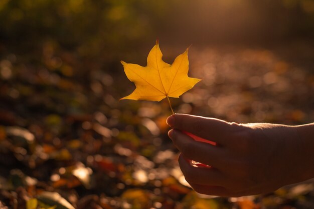 Feuille jaune dans la main de la femme dans les rayons ensoleillés