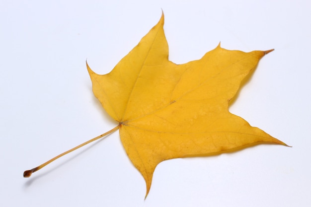 Feuille jaune sur fond blanc