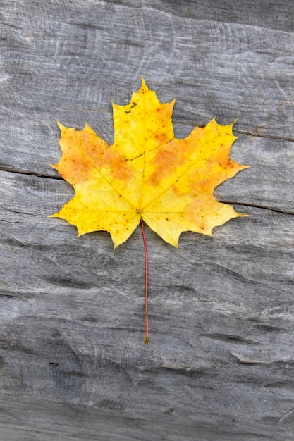 Feuille jaune sur fond de bois