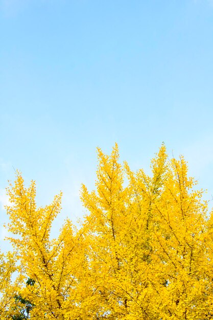 Feuille jaune de Ginkgo en automne