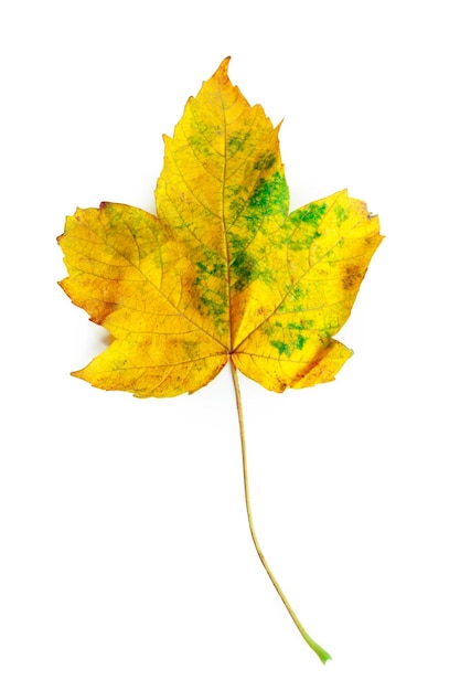 Feuille jaune isolé sur fond blanc