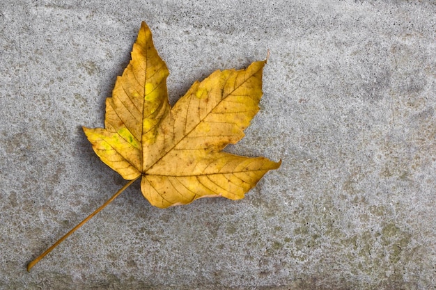 Feuille jaune isolé