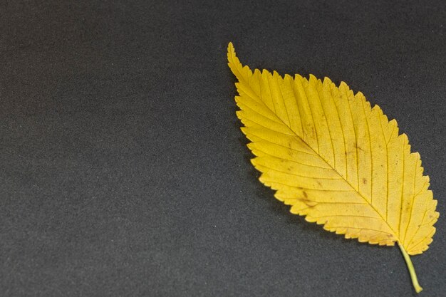 feuille jaune d'orme sur fond gris