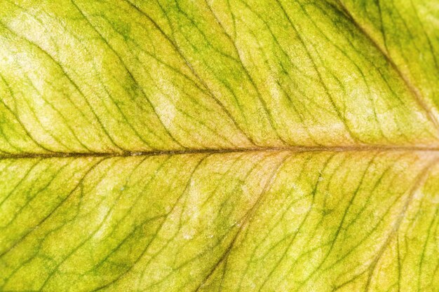 Photo feuille jaune d'une plante