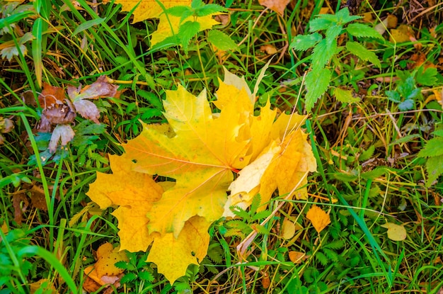 Une feuille jaune se trouve sur l'herbe à l'automne.