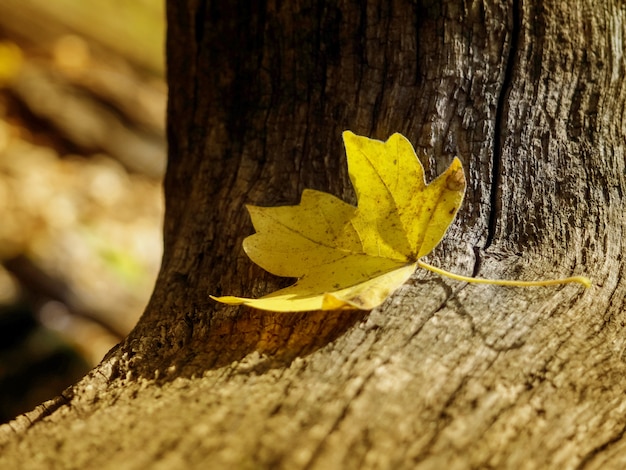 Une feuille jaune se trouve seule sur un tronc d'arbre, concept d'automne