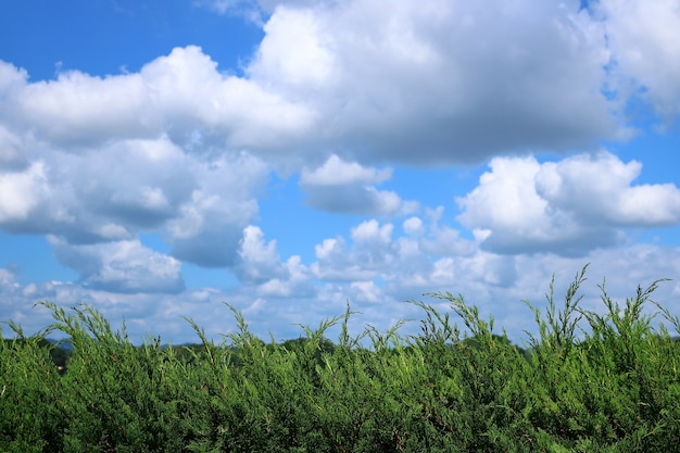 feuille de Juniperus Chinensis avec un ciel bleu