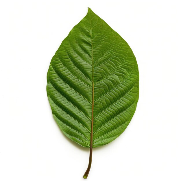 Feuille de kratom verte fraîche de Mitragyna speciosa isolée sur fond blanc