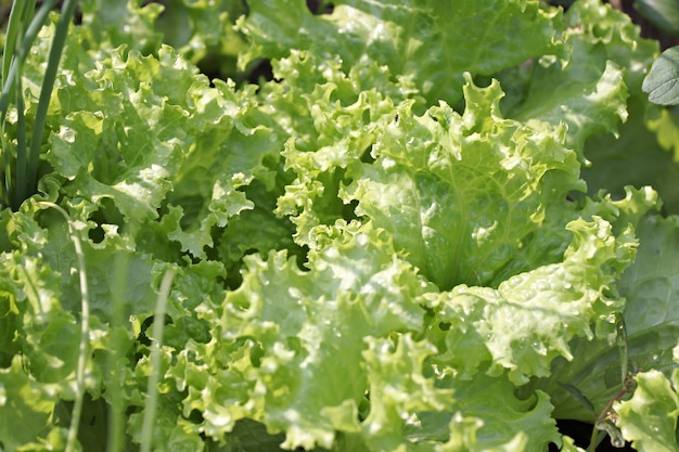 Feuille de Lactuca sativa fraîche.