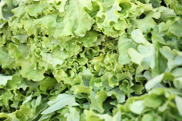 Feuille de Lactuca sativa fraîche.